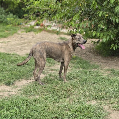 Ollie, an adoptable Shepherd, Mixed Breed in Peculiar, MO, 64078 | Photo Image 3