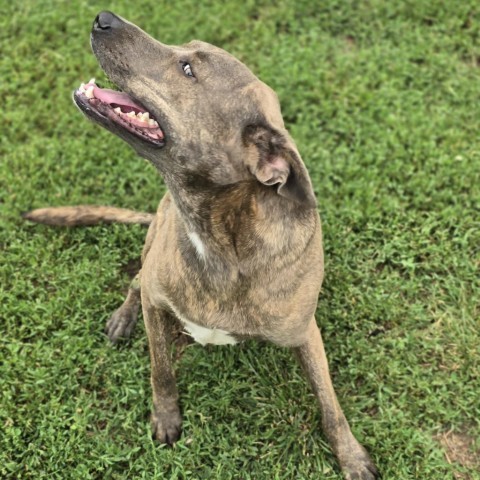 Ollie, an adoptable Shepherd, Mixed Breed in Peculiar, MO, 64078 | Photo Image 3