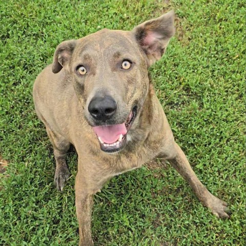 Ollie, an adoptable Shepherd, Mixed Breed in Peculiar, MO, 64078 | Photo Image 5