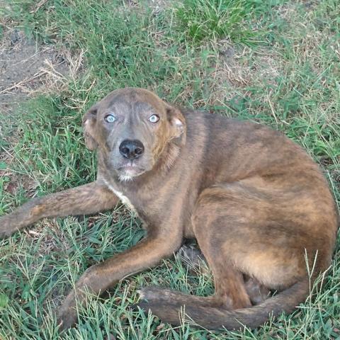 Ollie, an adoptable Shepherd, Mixed Breed in Peculiar, MO, 64078 | Photo Image 6