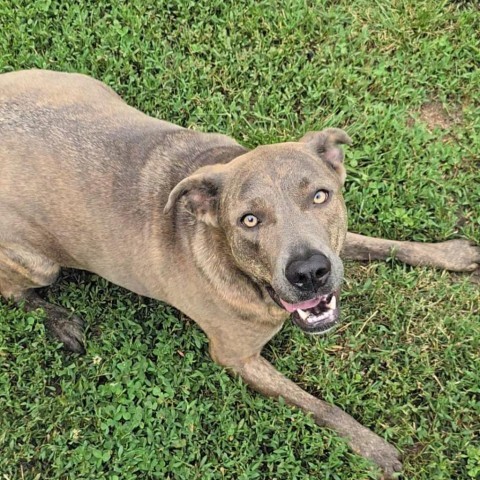 Ollie, an adoptable Shepherd, Mixed Breed in Peculiar, MO, 64078 | Photo Image 6