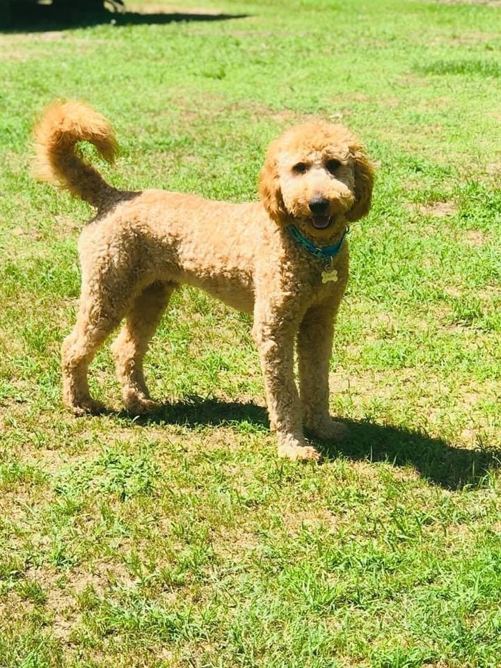 Golden retriever and store standard poodle mix