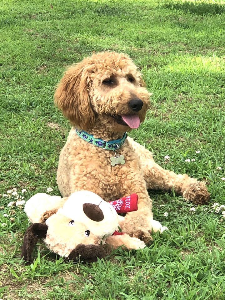 Golden retriever best sale poodle mix rescue