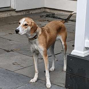 do american foxhound like to cuddle