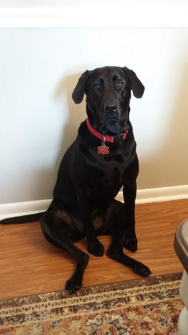 Brandy, an adoptable Black Labrador Retriever & Labrador Retriever Mix in Unionville, CT_image-1