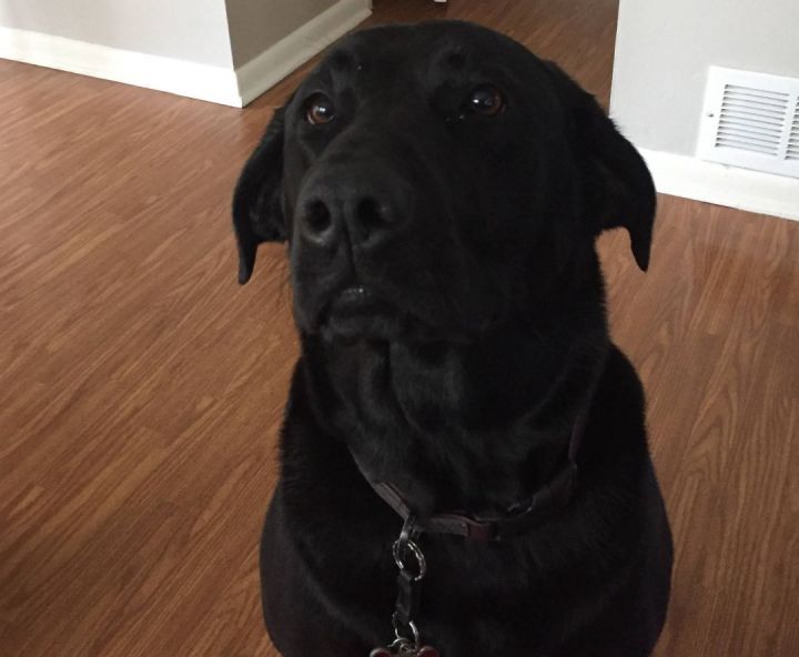Brandy, an adoptable Black Labrador Retriever & Labrador Retriever Mix in Unionville, CT_image-5