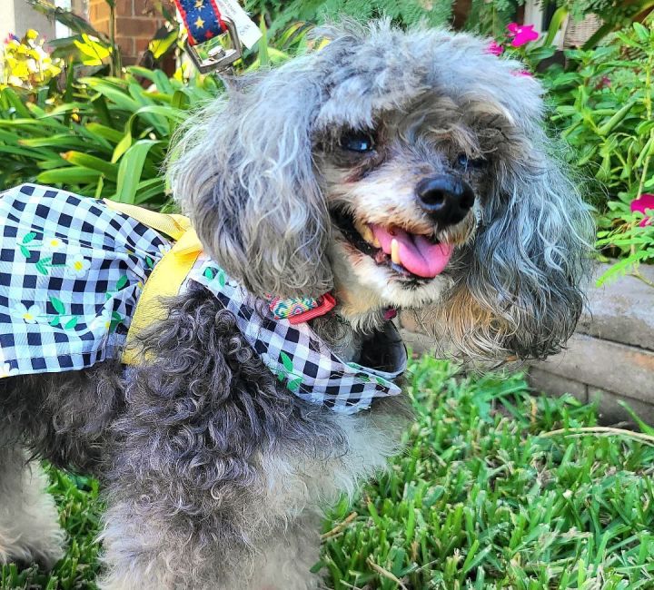 Gabby, an adopted Poodle in metairie, LA_image-4