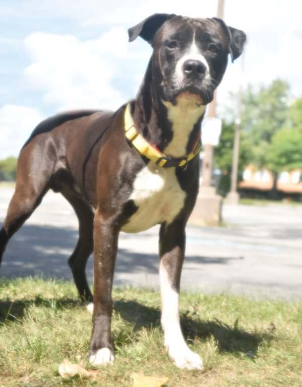 Arnold, an adoptable Pit Bull Terrier in Toledo, OH, 43615 | Photo Image 2