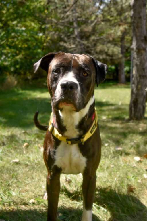 Arnold, an adoptable Pit Bull Terrier in Toledo, OH, 43615 | Photo Image 3