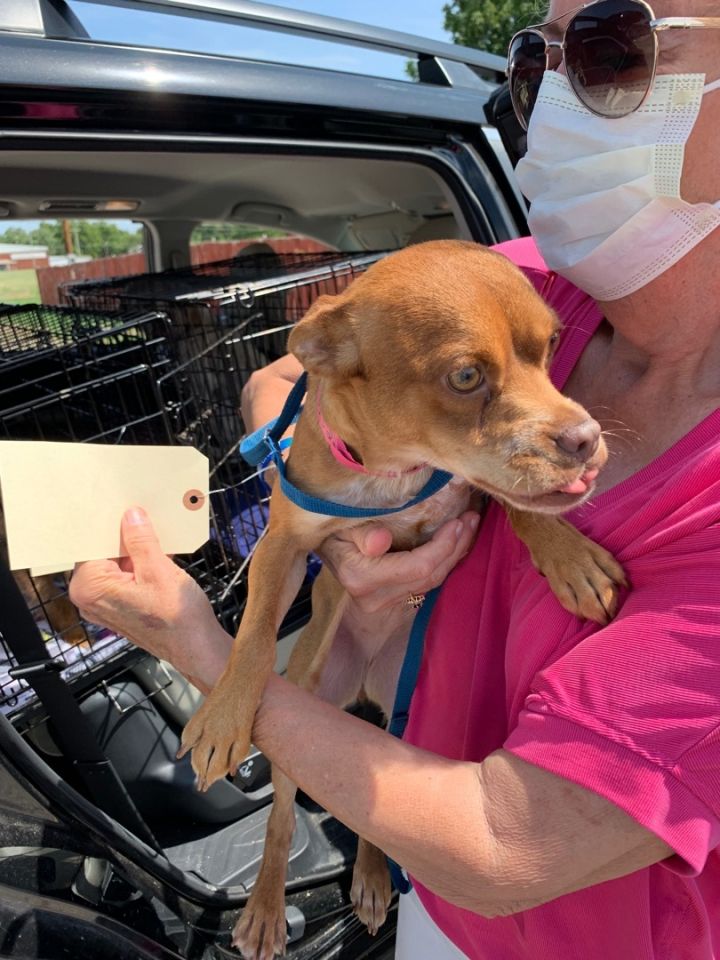 Dog for adoption Rita, a Terrier Mix in Broken Arrow, OK Petfinder