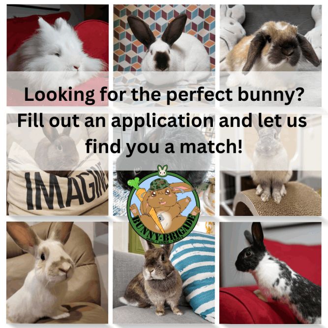 Apply to adopt today!