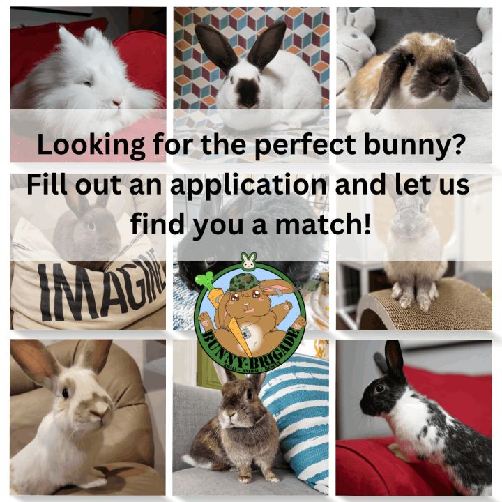 Apply to adopt today!  1