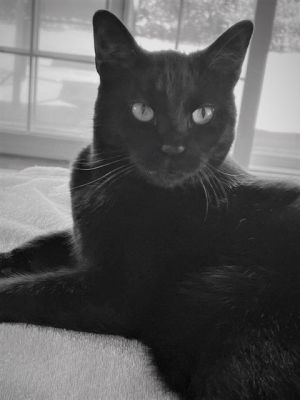 Wolf - Bombay-look - Sits on Laps, Adult Male unknown