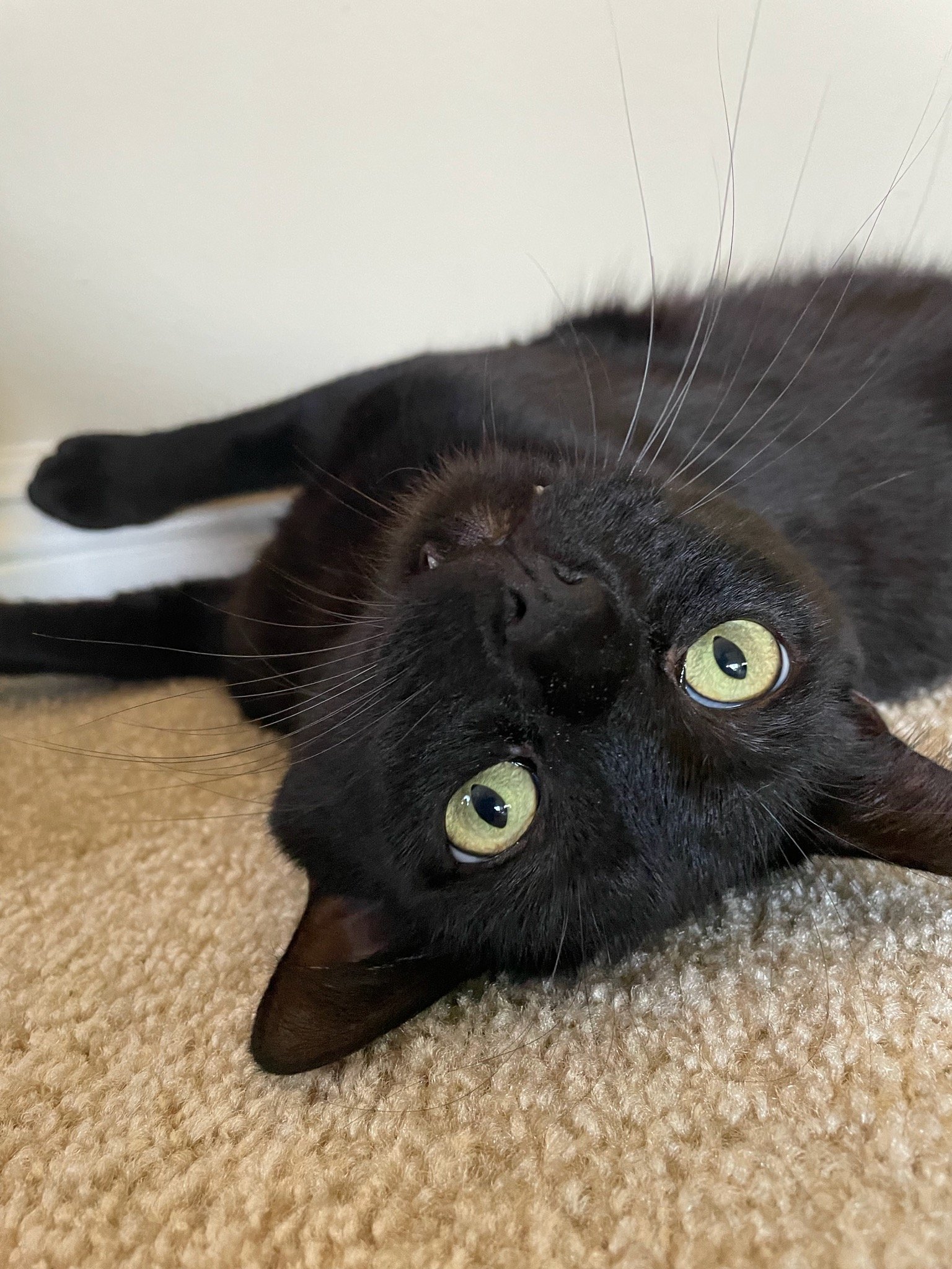 Wolf - Bombay-look - Sits on Laps, an adoptable Domestic Short Hair, Bombay in Newport Beach, CA, 92658 | Photo Image 2