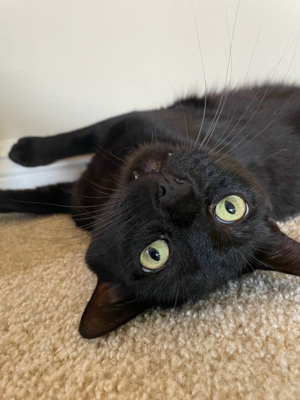 Wolf  Bombaylook  thumbnail 2