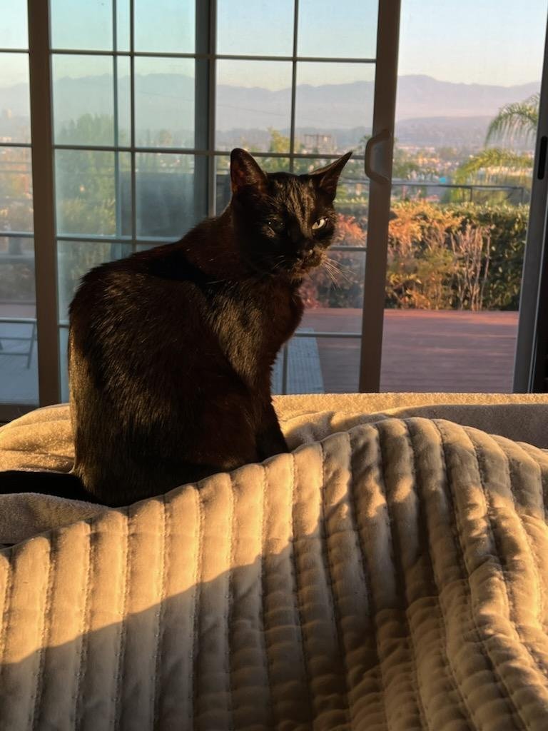 Wolf - Bombay-look - Sits on Laps, an adoptable Domestic Short Hair, Bombay in Newport Beach, CA, 92658 | Photo Image 3