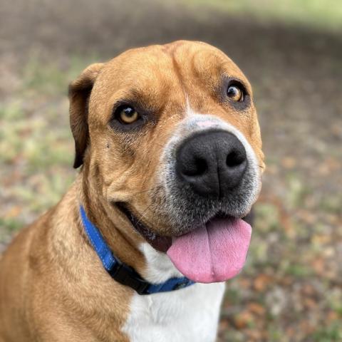 Aurora, an adoptable Mixed Breed in Redwood Valley, CA, 95470 | Photo Image 1