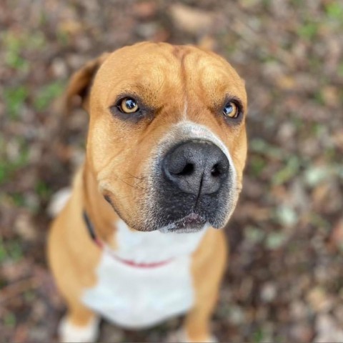 Aurora, an adoptable Mixed Breed in Redwood Valley, CA, 95470 | Photo Image 5