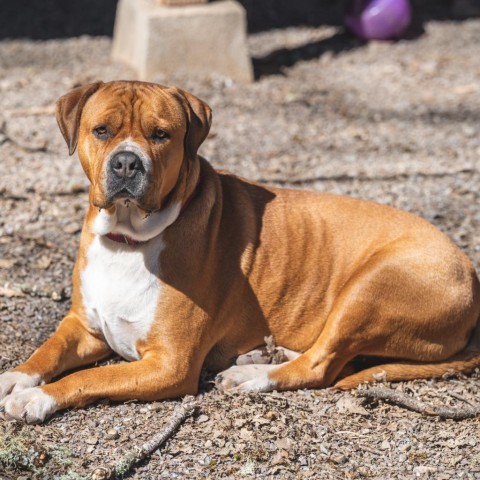 Aurora, an adoptable Mixed Breed in Redwood Valley, CA, 95470 | Photo Image 6