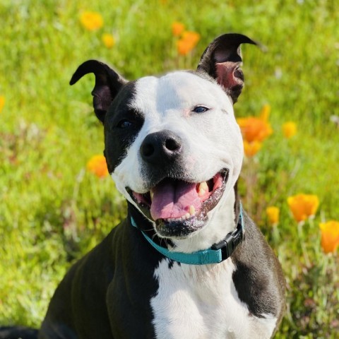 Dugan, an adoptable Mixed Breed in Redwood Valley, CA, 95470 | Photo Image 1