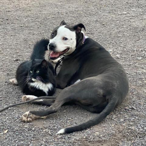 Dugan, an adoptable Mixed Breed in Redwood Valley, CA, 95470 | Photo Image 5