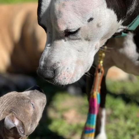 Dugan, an adoptable Mixed Breed in Redwood Valley, CA, 95470 | Photo Image 6