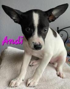 Andi