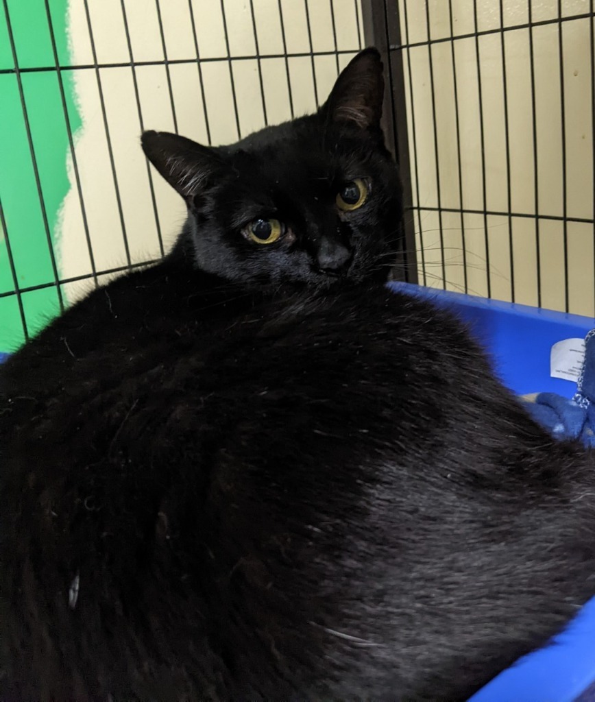 BANJO, an adoptable Domestic Short Hair in Battle Creek, MI, 49017 | Photo Image 2