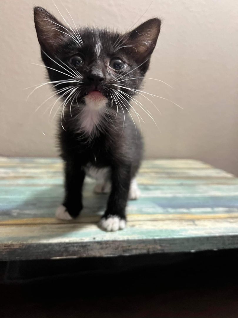 Meemie, an adoptable Domestic Short Hair in Blue Springs, MO, 64015 | Photo Image 2