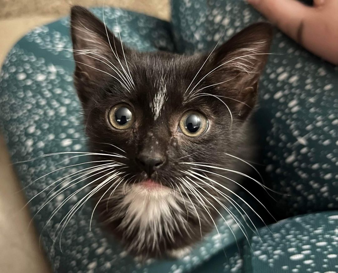 Meemie, an adoptable Domestic Short Hair in Blue Springs, MO, 64015 | Photo Image 3