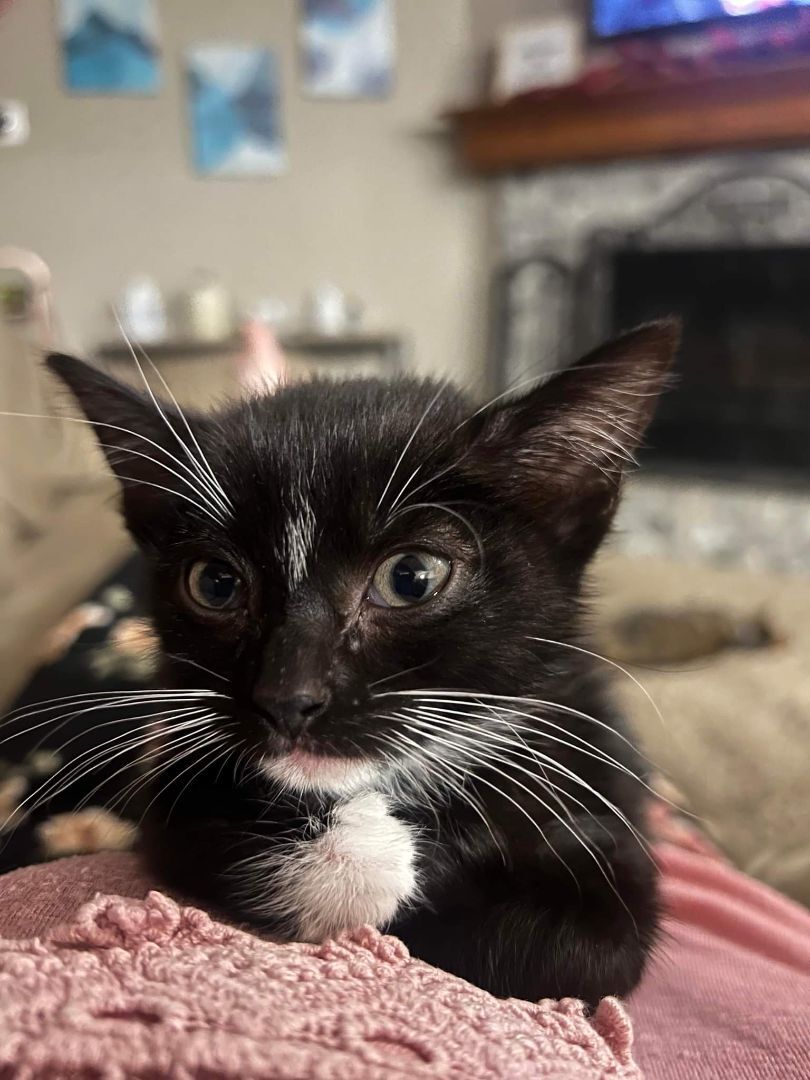 Meemie, an adoptable Domestic Short Hair in Blue Springs, MO, 64015 | Photo Image 4