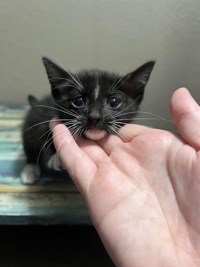 Meemie, an adoptable Domestic Short Hair in Blue Springs, MO, 64015 | Photo Image 6