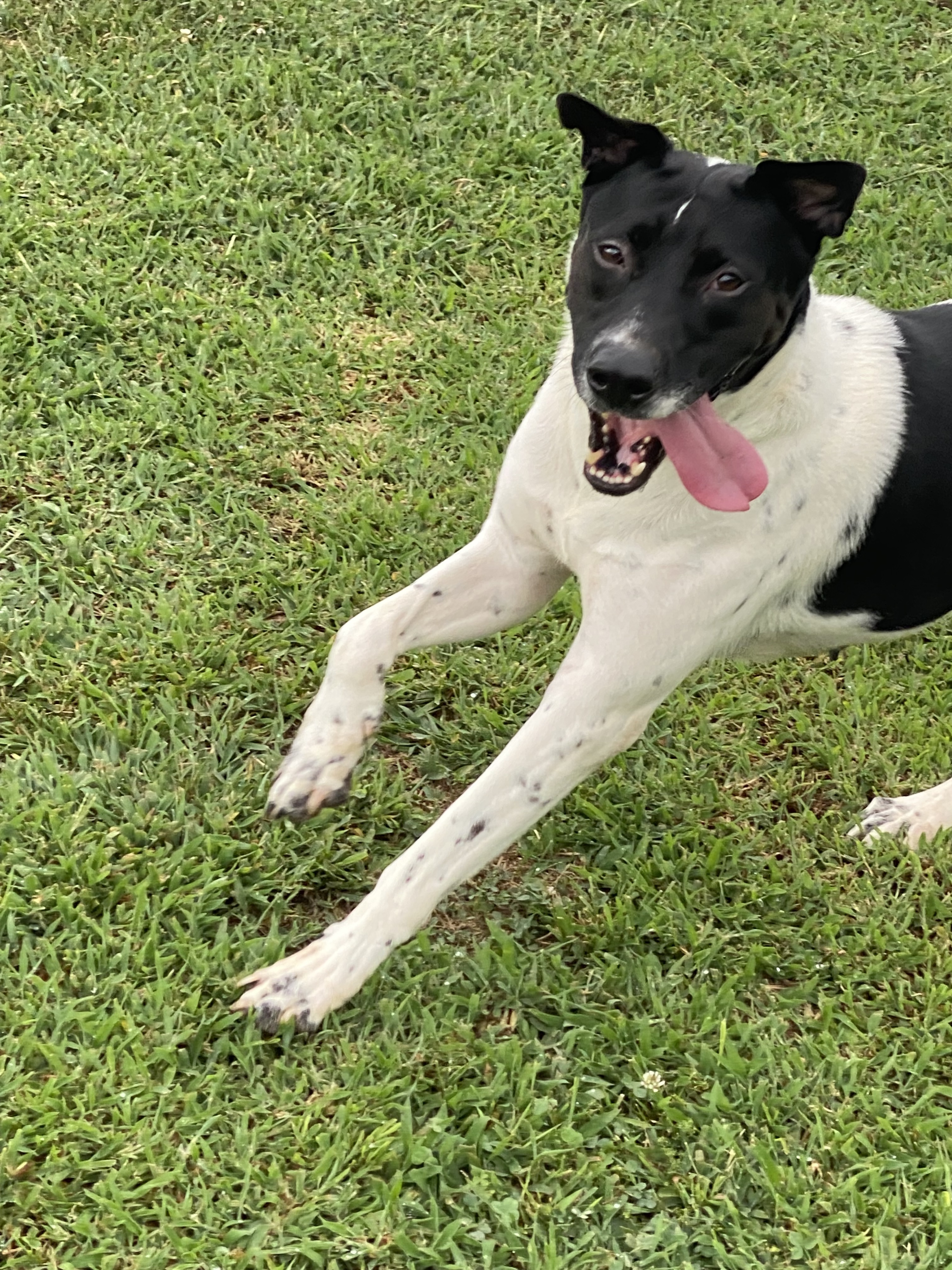 Allegra, an adoptable Pointer, Dalmatian in Roswell, GA, 30077 | Photo Image 3