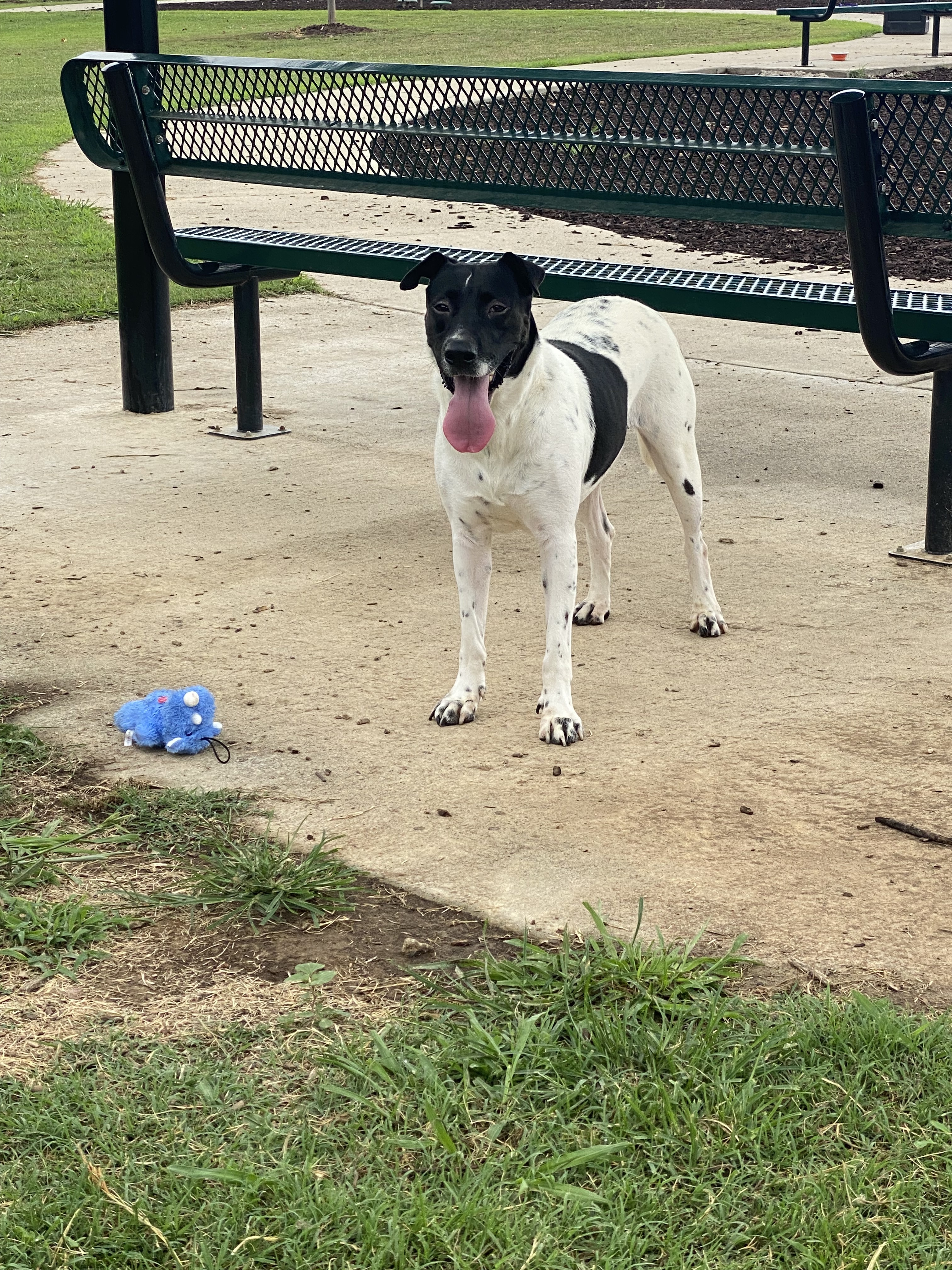 Allegra, an adoptable Pointer, Dalmatian in Roswell, GA, 30077 | Photo Image 3