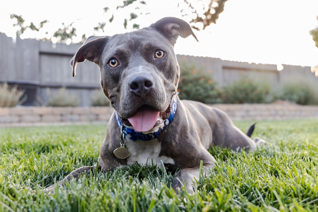 Drake, an adoptable American Staffordshire Terrier in Auburn, CA, 95603 | Photo Image 1