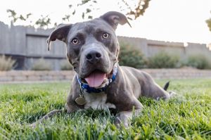 Drake is a 2 year old Staffy boy who is around 65 lbs He has a beautiful and unique gray