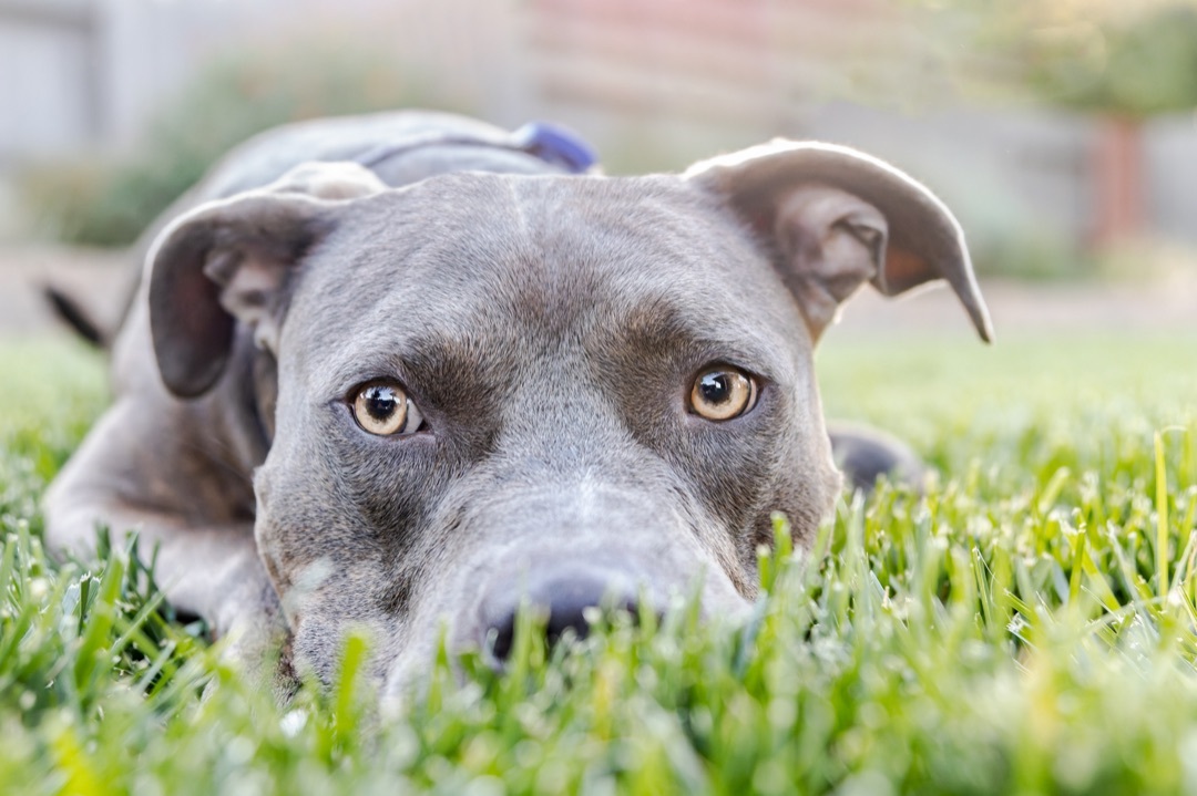 Drake, an adoptable American Staffordshire Terrier in Auburn, CA, 95603 | Photo Image 2