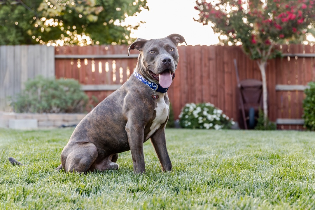Drake, an adoptable American Staffordshire Terrier in Auburn, CA, 95603 | Photo Image 3