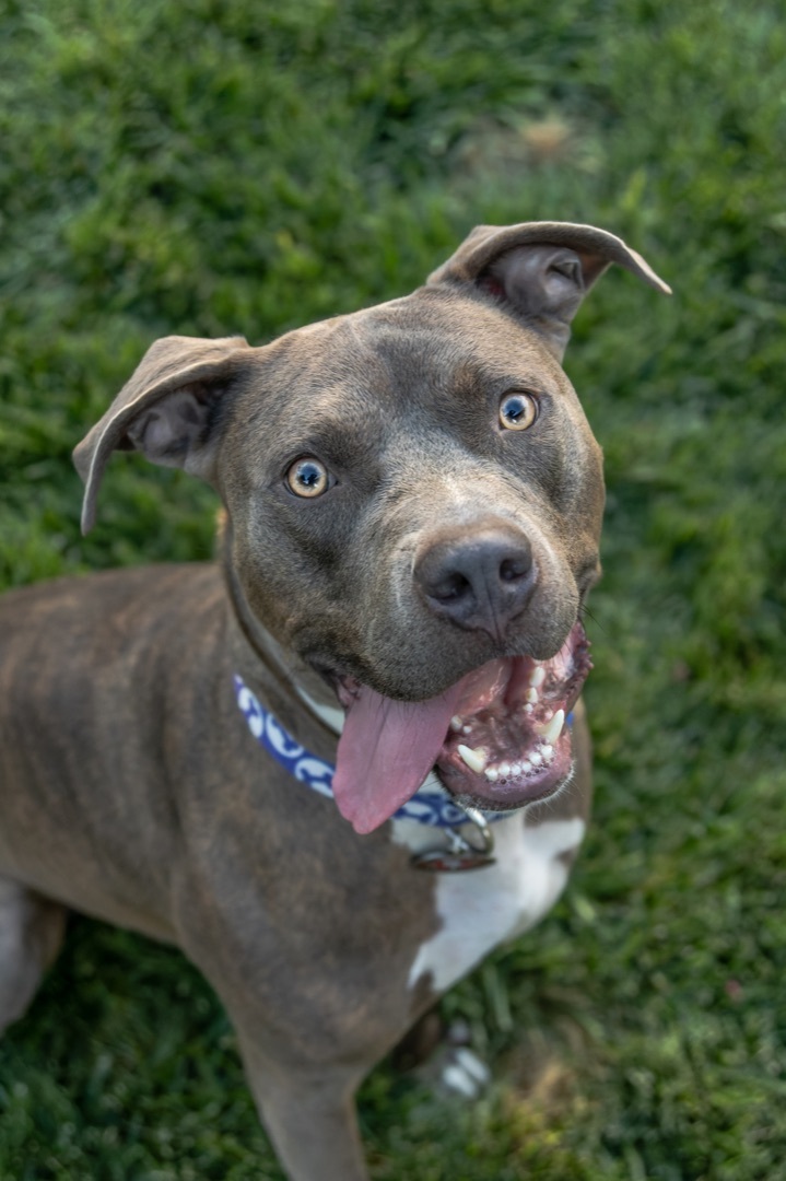 Drake, an adoptable American Staffordshire Terrier in Auburn, CA, 95603 | Photo Image 5