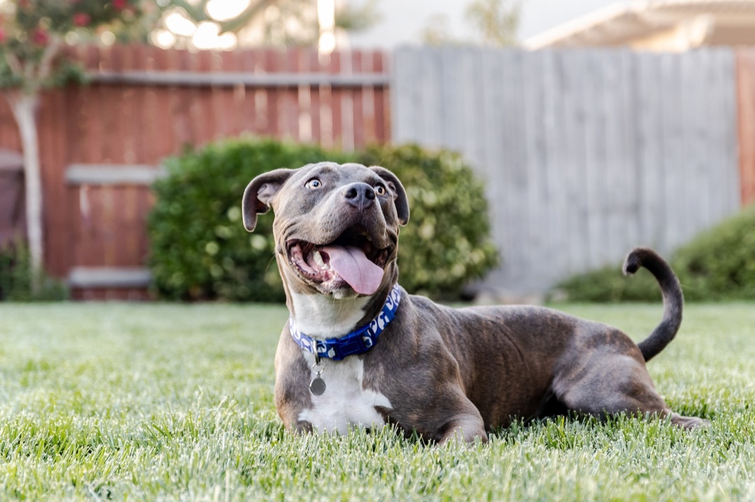 Drake, an adoptable American Staffordshire Terrier in Auburn, CA, 95603 | Photo Image 6