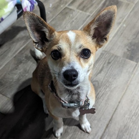 Pica, an adoptable Chihuahua in Dallas, TX_image-1