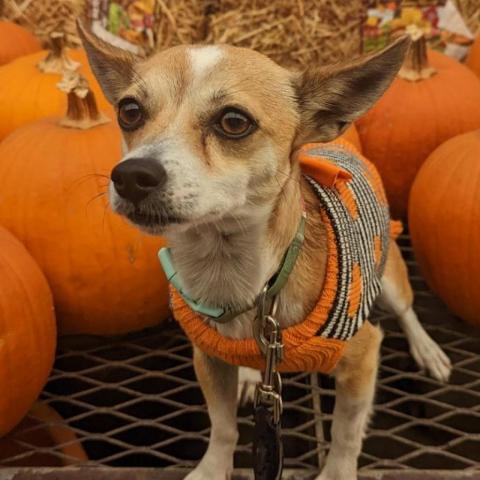 Pica, an adoptable Chihuahua in Dallas, TX_image-3