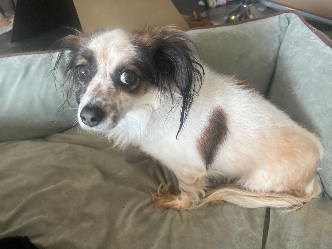 Tita, an adoptable Papillon in Los Angeles, CA, 90066 | Photo Image 6