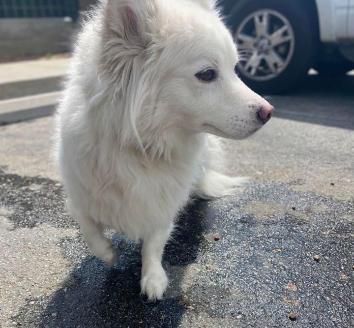 american eskimo chow mix