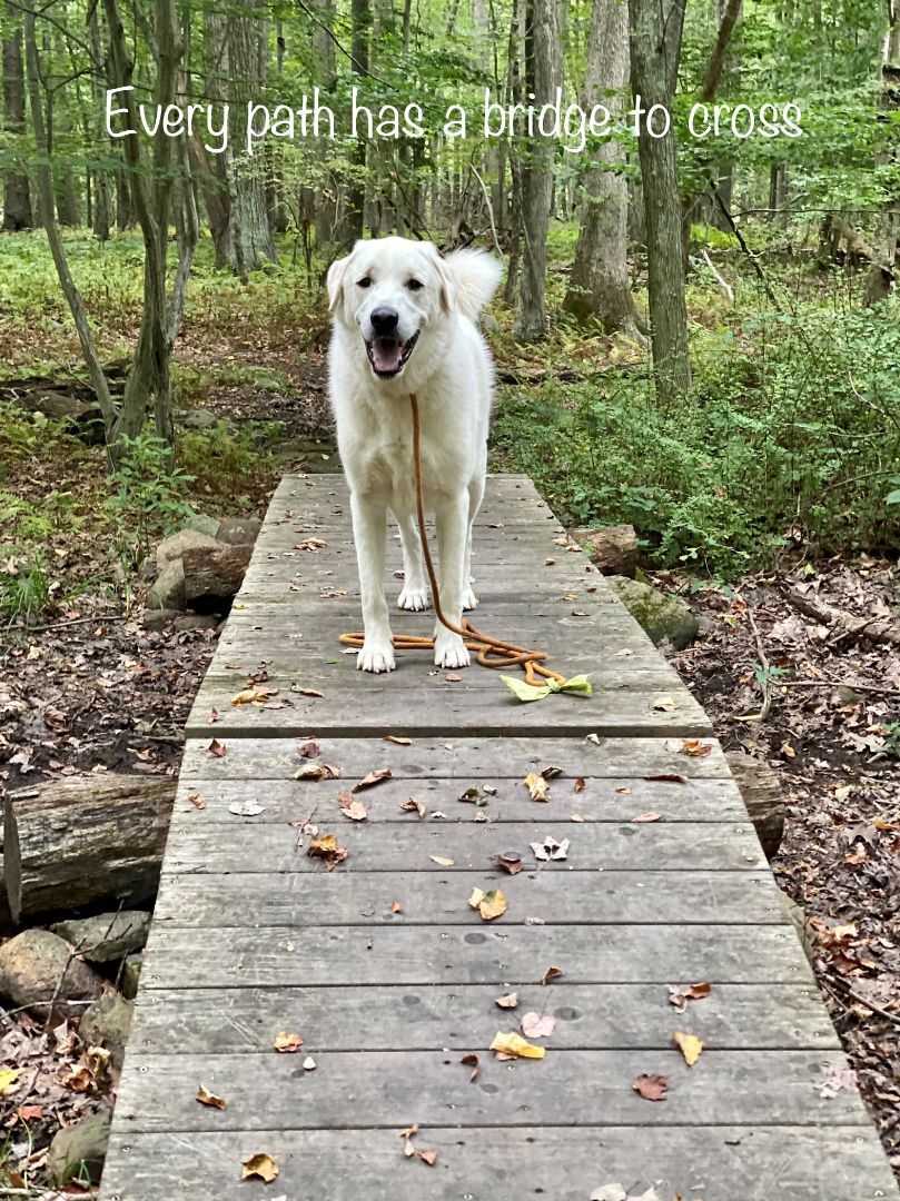 Tony, an adoptable Great Pyrenees in Old Lyme, CT, 06371 | Photo Image 4