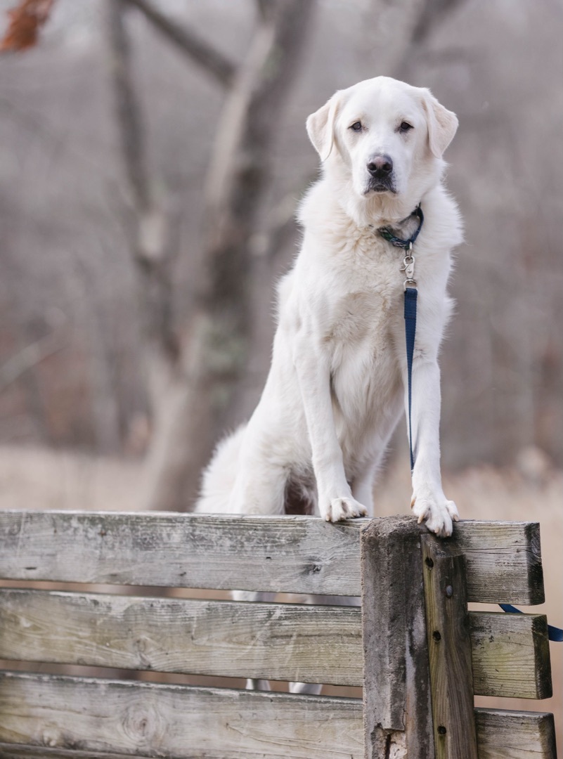 Tony, an adoptable Great Pyrenees in Old Lyme, CT, 06371 | Photo Image 5