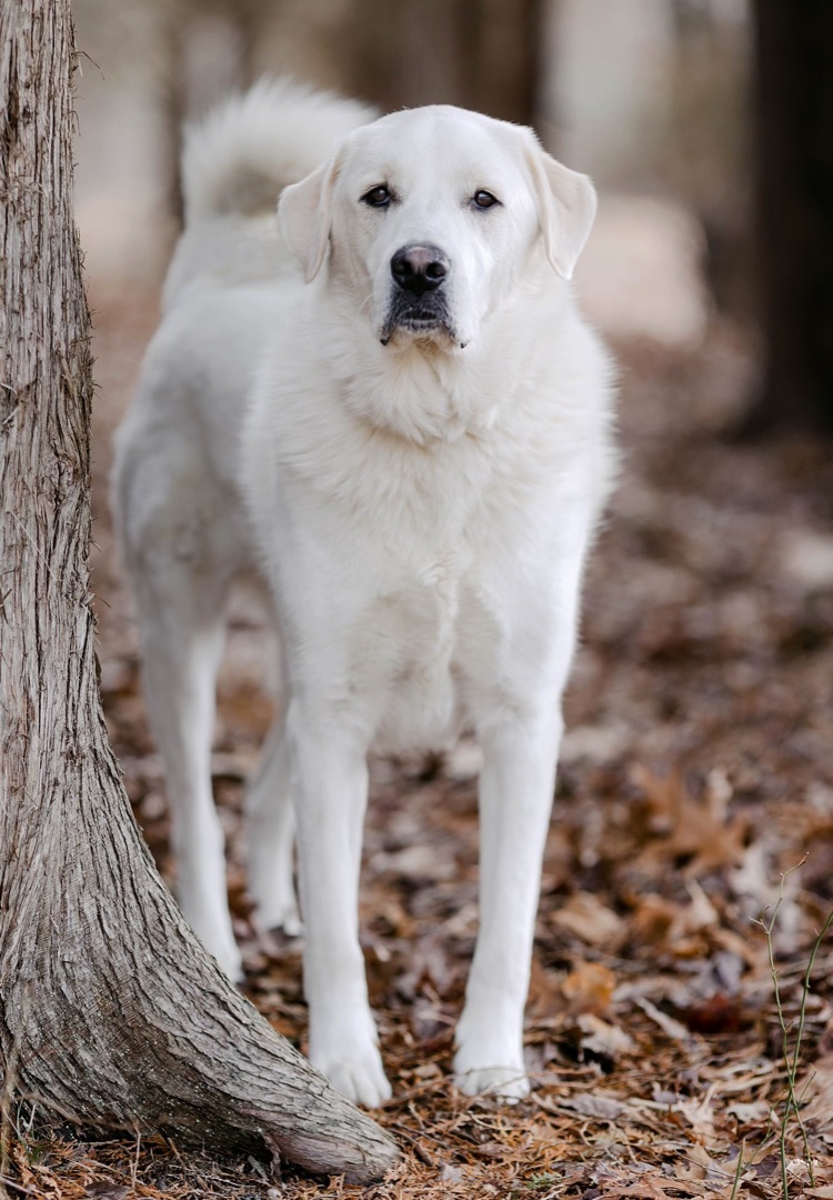 Tony, an adoptable Great Pyrenees in Old Lyme, CT, 06371 | Photo Image 6