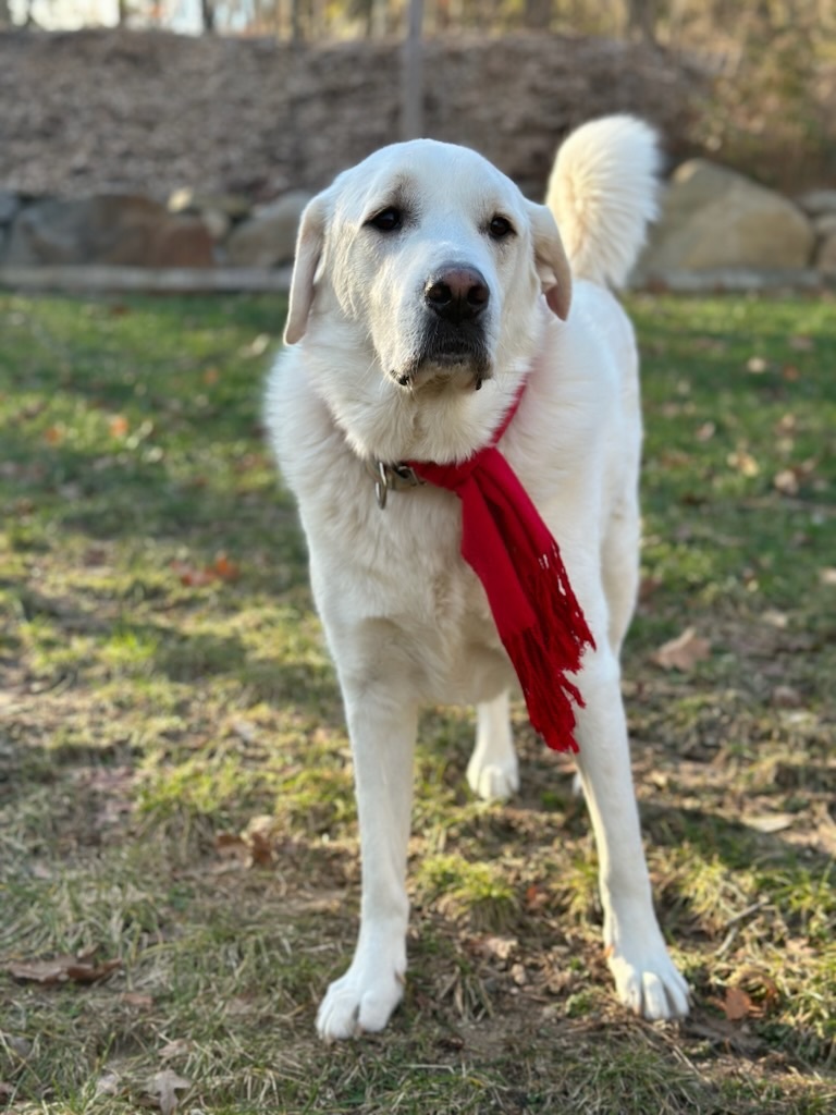Tony, an adoptable Great Pyrenees in Old Lyme, CT, 06371 | Photo Image 1