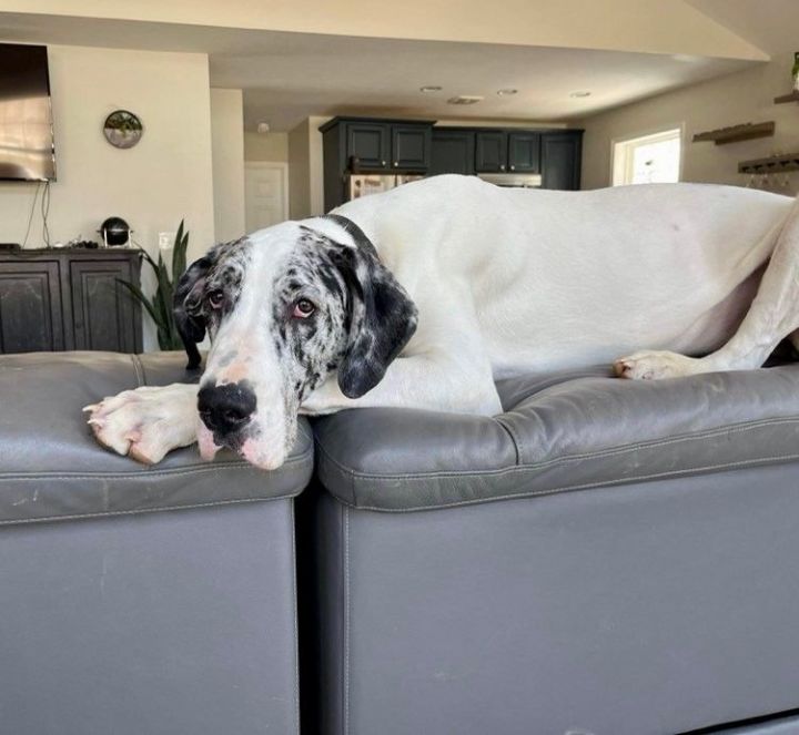 Moo, an adopted Great Dane in Frankfort, KY_image-1