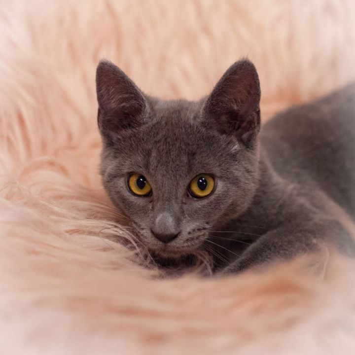 Zore, an adopted Russian Blue & Domestic Short Hair Mix in Ponte Vedra, FL_image-3